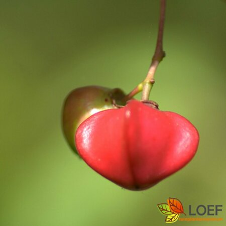 Euonymus alatus 80/100 C. - afbeelding 1