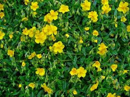 Helianthemum nummularium P9