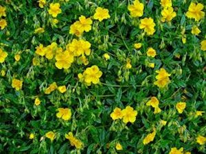 Helianthemum nummularium P9