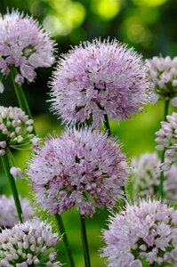 Allium 'Summer Beauty' P9 - afbeelding 2