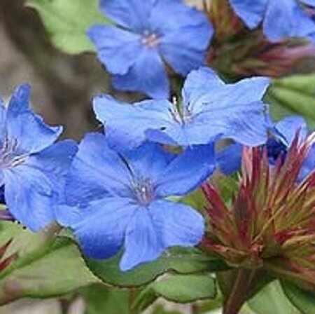Ceratostigma griffithii P9