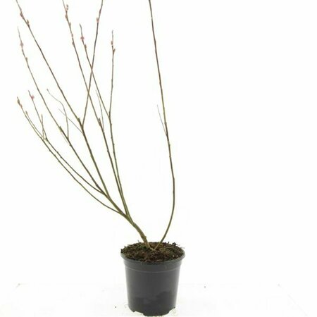 Salix gracilistyla 'Mount Aso' 80/100 C. - afbeelding 2
