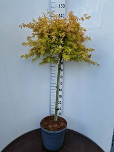 Acer palmatum 'Katsura' 80/100 C. - afbeelding 4