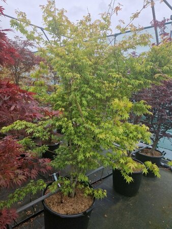 Acer palmatum 'Katsura' 80/100 C. - afbeelding 5
