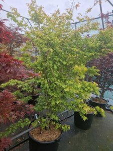 Acer palmatum 'Katsura' 80/100 C. - afbeelding 5