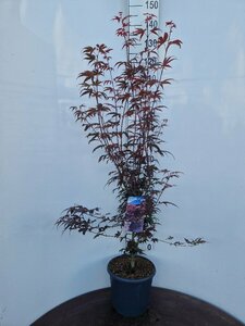 Acer palmatum 'Pixie' 80/100 C.