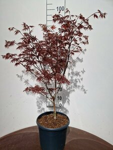 Acer palmatum 'Trompenburg' 80/100 C. - afbeelding 2