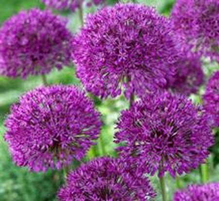 Allium afl. 'Purple Sensation' P9 - afbeelding 4