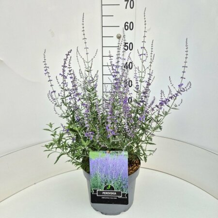 Perovskia 'Blue Spire' C1.5 - afbeelding 7