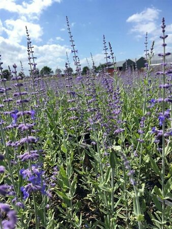 Perovskia 'Blue Spire' C1.5 - afbeelding 6