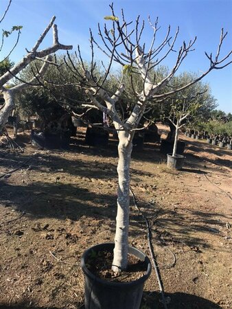 Ficus carica ST. 100 20-25 C.    - afbeelding 2