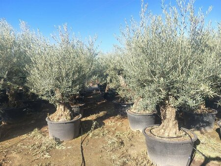 Olea europaea ST. 80 20-25 C. - afbeelding 11