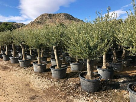 Olea europaea Bonsai 80-100 C. - afbeelding 3