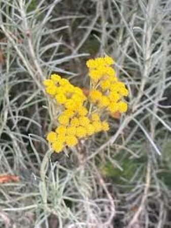 Helichrysum italicum C1.5 - afbeelding 1