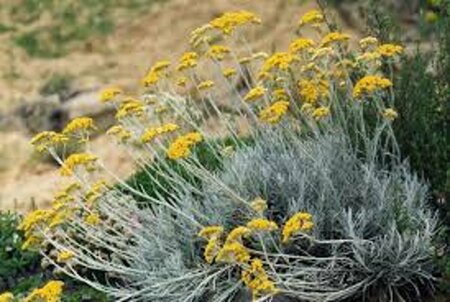 Helichrysum italicum C1.5 - afbeelding 2