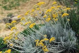 Helichrysum italicum C1.5 - afbeelding 2