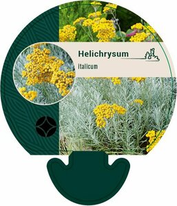 Helichrysum italicum C1.5