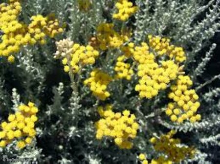 Helichrysum italicum C1.5 - afbeelding 4