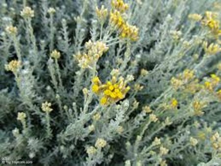 Helichrysum italicum C1.5 - afbeelding 5