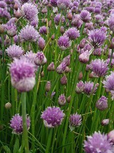 Allium schoenoprasum C1.5 - afbeelding 6