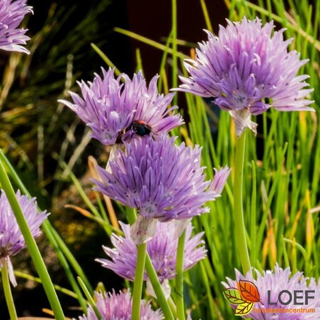 Allium schoenoprasum C1.5 - afbeelding 1