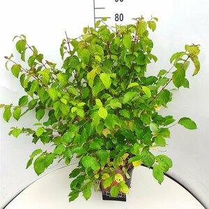 Cornus sanguinea 'Midwinter Fire' 100/125 KL. - afbeelding 3