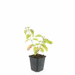 Cornus sanguinea 'Midwinter Fire' 100/125 KL. - afbeelding 8