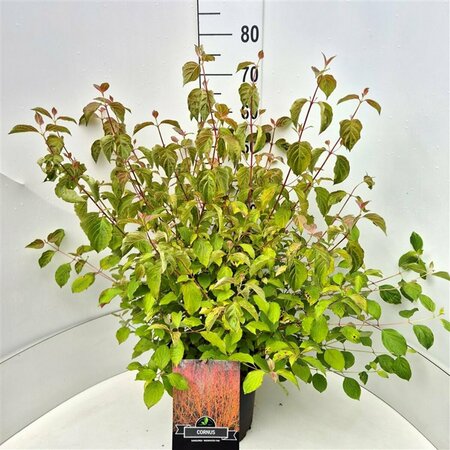 Cornus sanguinea 'Midwinter Fire' 100/125 KL. - afbeelding 2