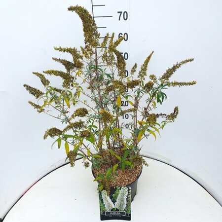 Buddleja davidii 'White Profusion' C5 - afbeelding 2