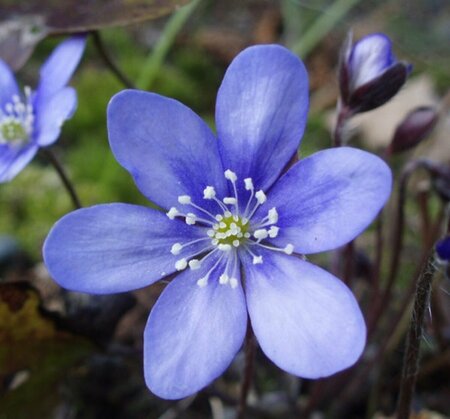 Hepatica nobilis P9 - afbeelding 3