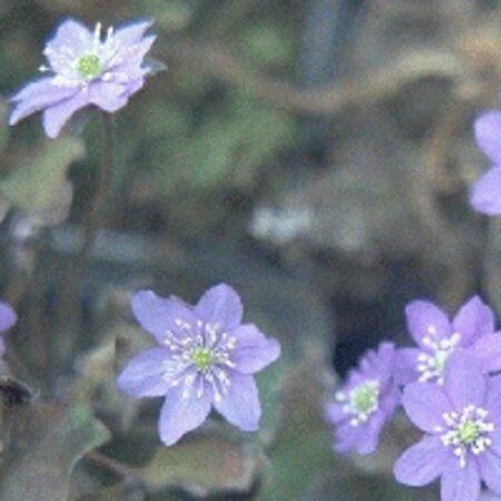 Hepatica nobilis P9 - afbeelding 4