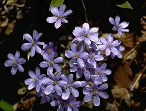 Hepatica nobilis P9
