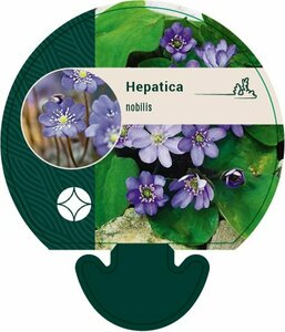 Hepatica nobilis P9 - afbeelding 6