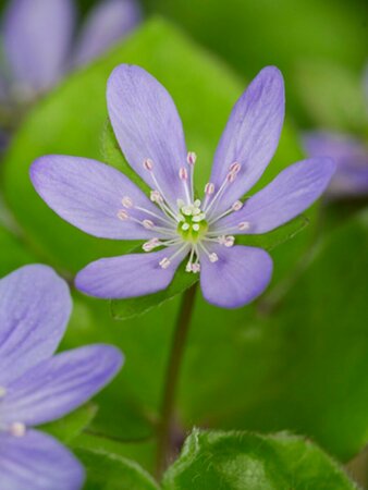 Hepatica nobilis P9 - afbeelding 5