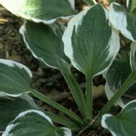 Hosta 'Patriot' P9 - afbeelding 2