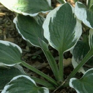 Hosta 'Patriot' P9 - afbeelding 2