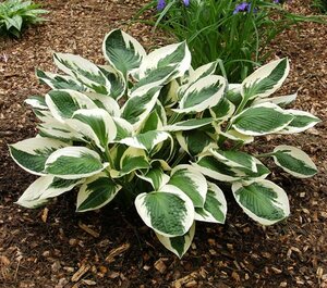 Hosta 'Patriot' P9 - afbeelding 3