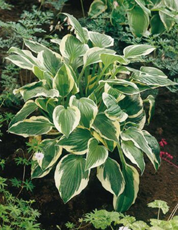 Hosta 'Patriot' P9 - afbeelding 4
