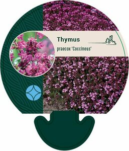 Thymus praecox 'Coccineus' P9