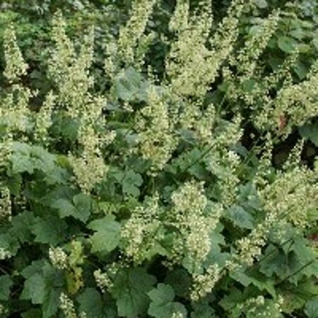 Heuchera villosa 'Chantilly' P9 - afbeelding 1