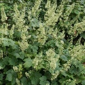 Heuchera villosa 'Chantilly' P9