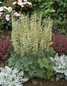 Heuchera villosa 'Chantilly' P9 - afbeelding 2