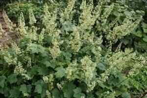 Heuchera villosa 'Chantilly' P9 - afbeelding 3