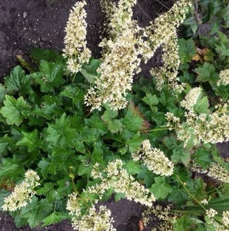 Heuchera villosa 'Chantilly' P9 - afbeelding 4