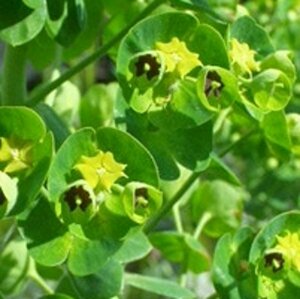 Euphorbia char. 'Humpty Dumpty' P9