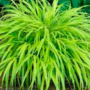 Hakonechloa macra 'All Gold' C2 - afbeelding 2