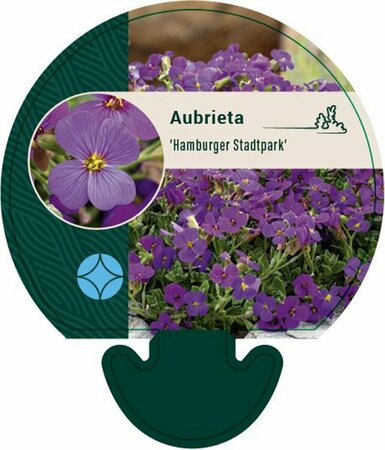 Aubrieta 'Hamburger Stadtpark' P9 - afbeelding 2