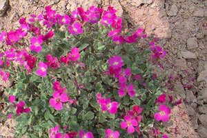 Aubrieta 'Hamburger Stadtpark' P9