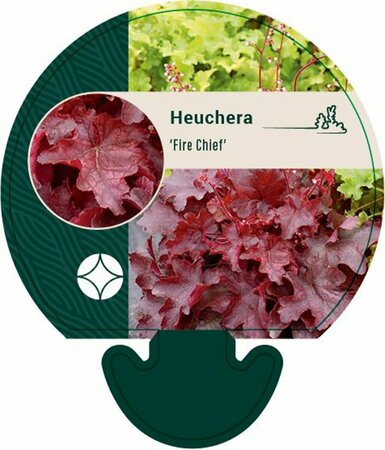 Heuchera 'Fire Chief' P9 - afbeelding 6