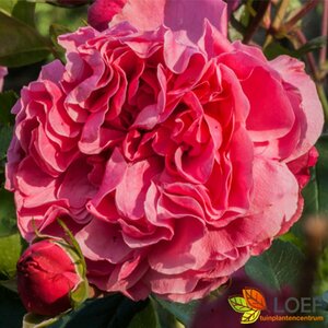 Rosa (T) Leonardo da Vinci C3